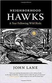 Neighborhood Hawks: A Year Following Wild Birds by John Lane